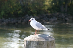 Chiemsee_23